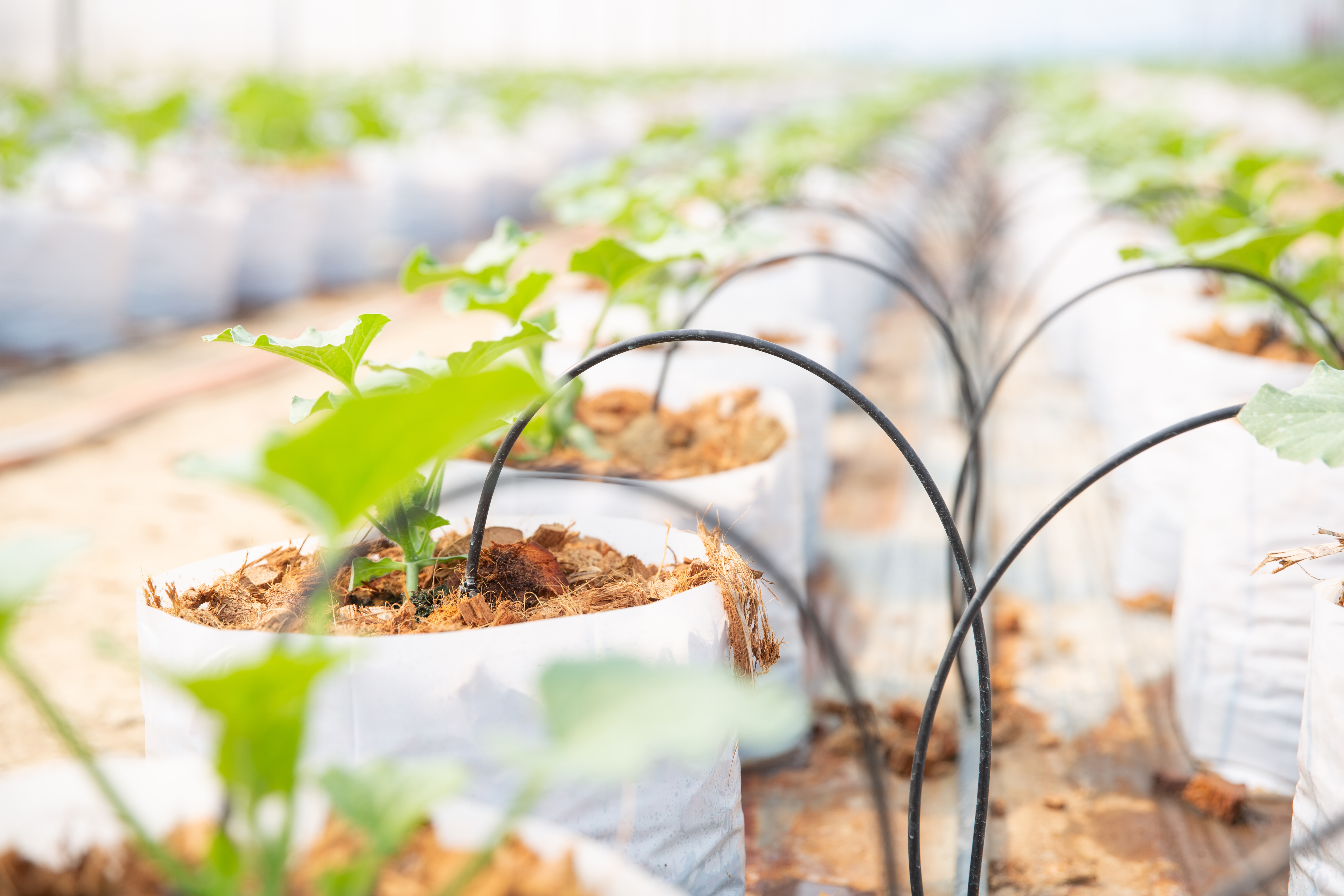 Smart Irrigation Systems: Reducing Water Waste with IoT